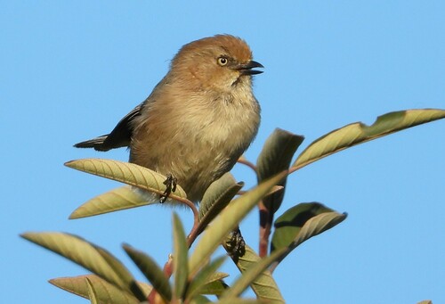 Bushtit