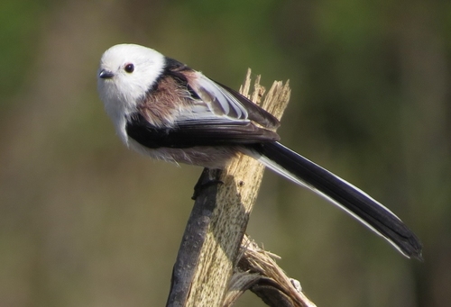 Long-tailed Tit