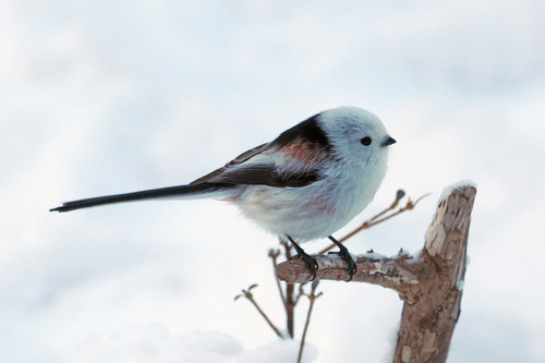 Long-tailed Tit
