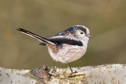 Long-tailed Tit