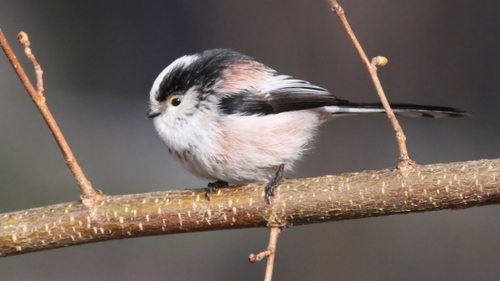 Long-tailed Tit