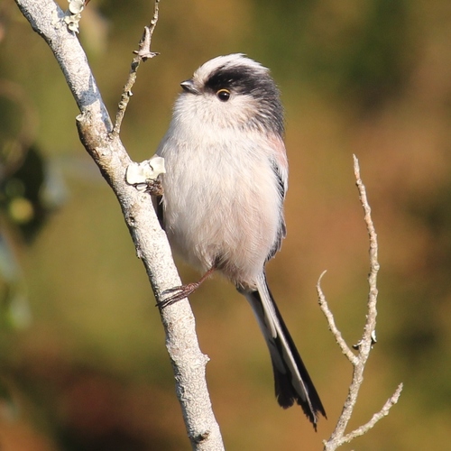 Long-tailed Tit