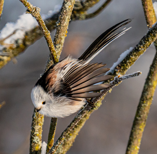 Long-tailed Tit