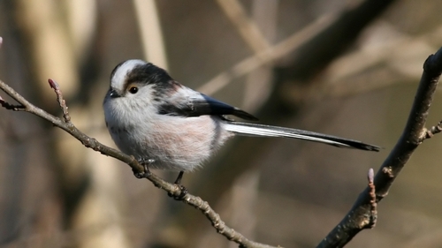 Long-tailed Tit