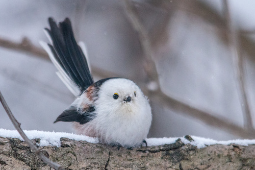 Long-tailed Tit