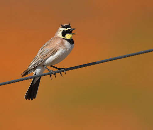 Horned Lark