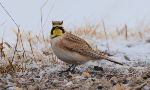 Horned Lark