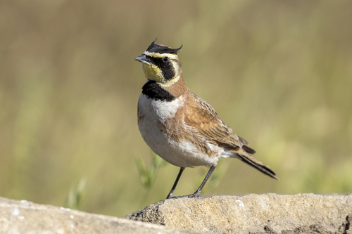 Horned Lark