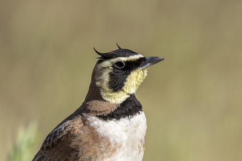 Horned Lark