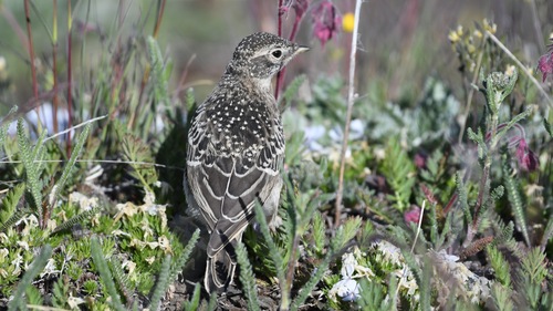 Horned Lark
