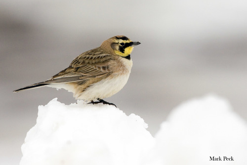 Horned Lark