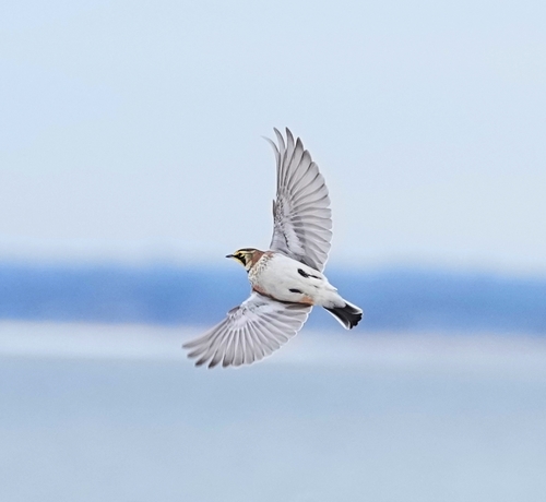 Horned Lark