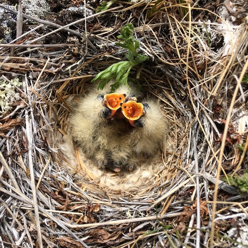 Horned Lark
