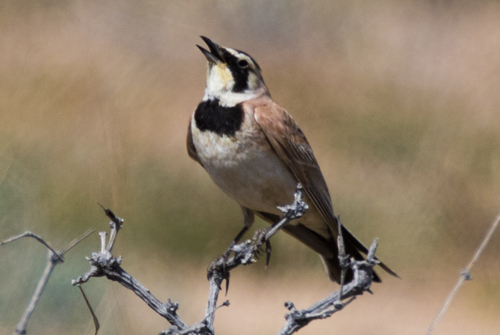 Horned Lark
