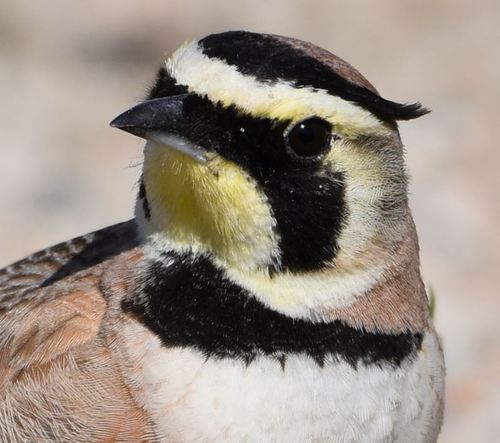 Horned Lark