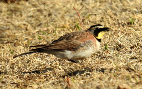 Horned Lark