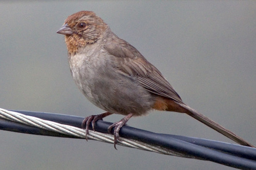 California Towhee