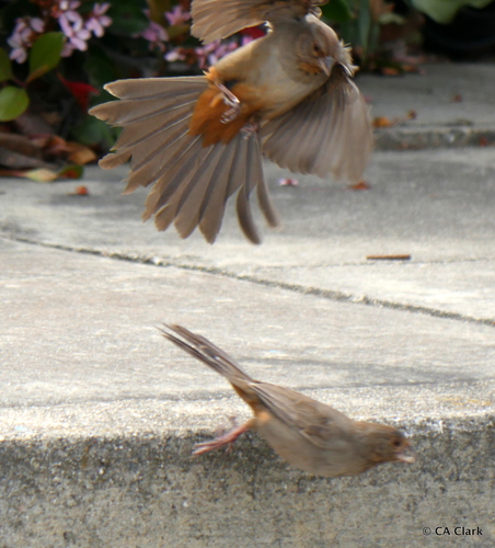 California Towhee