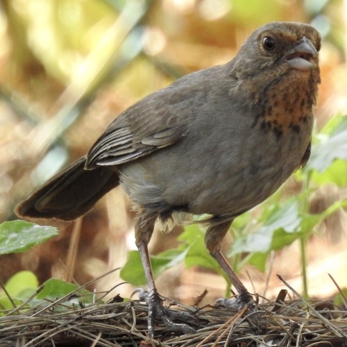 California Towhee