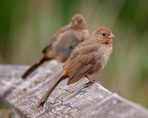 California Towhee