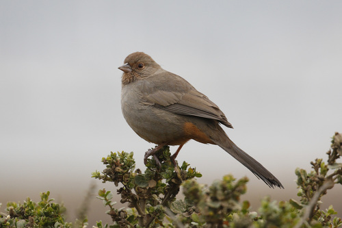 California Towhee