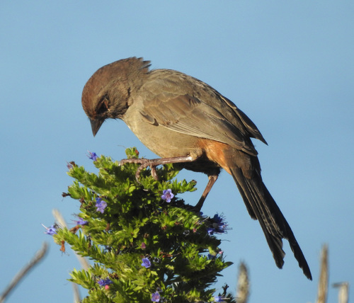 California Towhee
