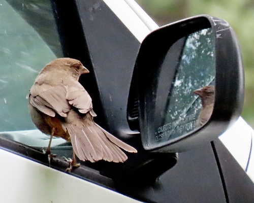 California Towhee