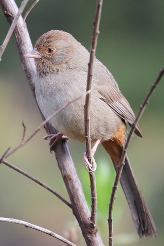 California Towhee