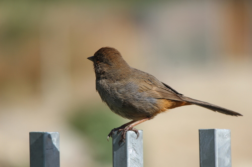 California Towhee