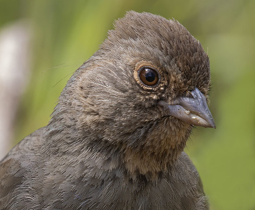California Towhee