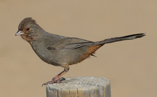 California Towhee