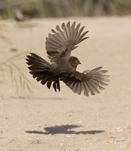 California Towhee