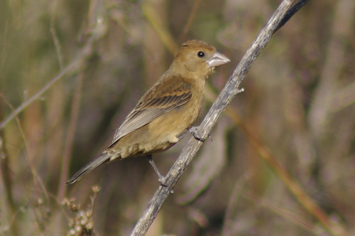 Blue Grosbeak