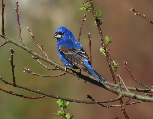 Blue Grosbeak