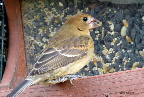 Blue Grosbeak