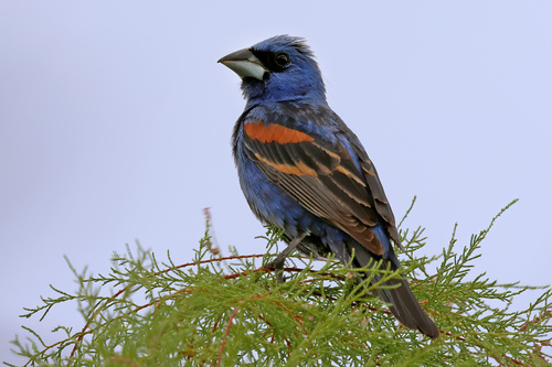 Blue Grosbeak