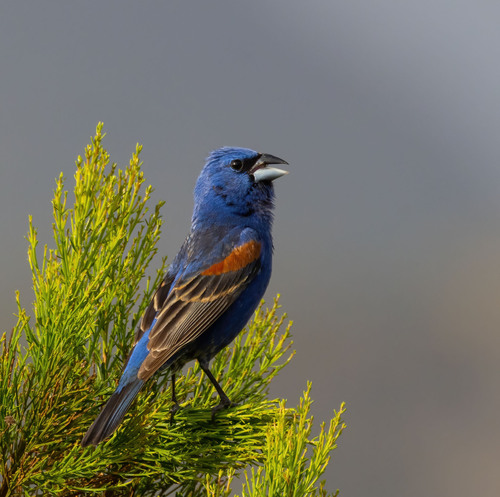 Blue Grosbeak