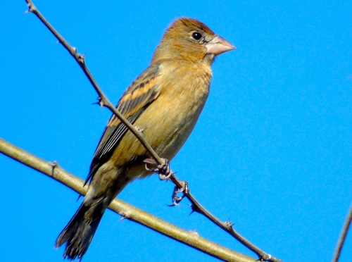 Blue Grosbeak
