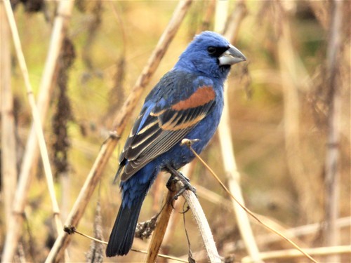 Blue Grosbeak