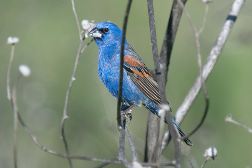 Blue Grosbeak