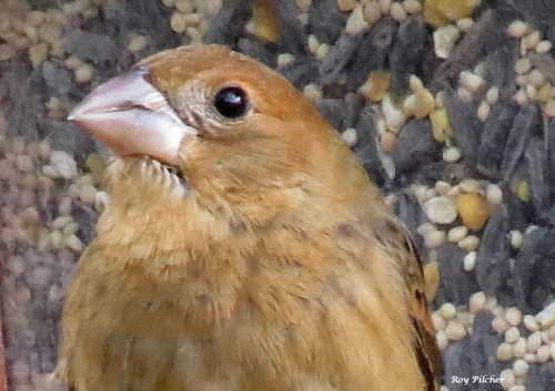 Blue Grosbeak