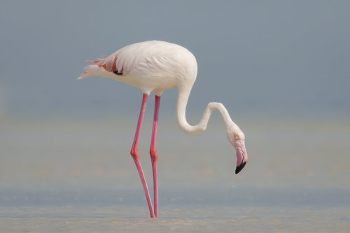 Greater Flamingo