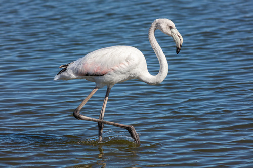 Greater Flamingo