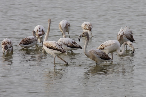 Greater Flamingo