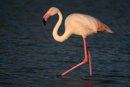 Greater Flamingo
