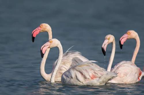 Greater Flamingo