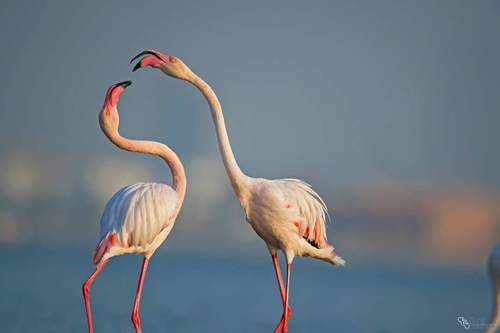 Greater Flamingo