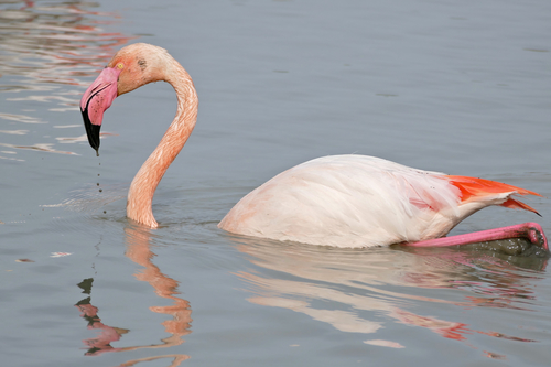 Greater Flamingo