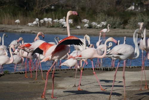 Greater Flamingo