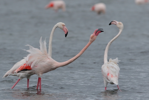 Greater Flamingo